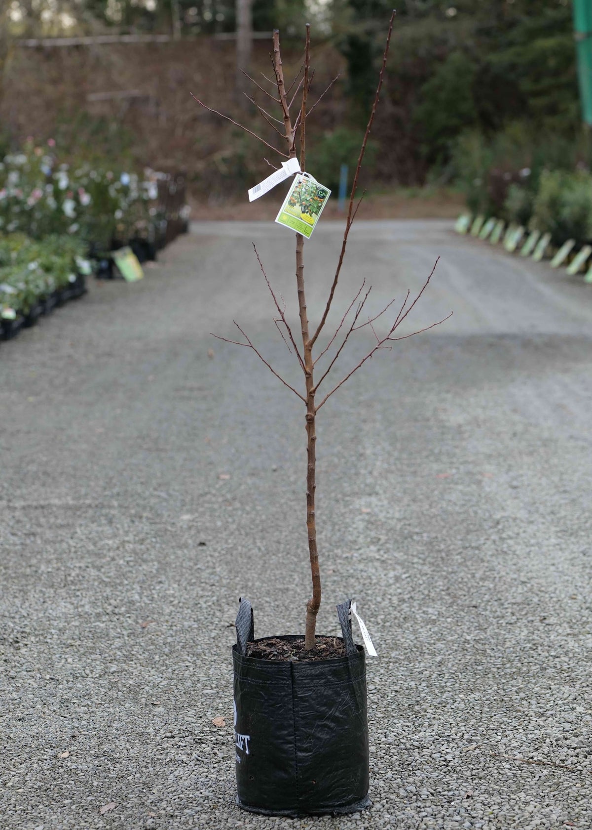 An Apricot Trevatt in a black grow bag pot, standing on a gravel path in a nursery or garden center.