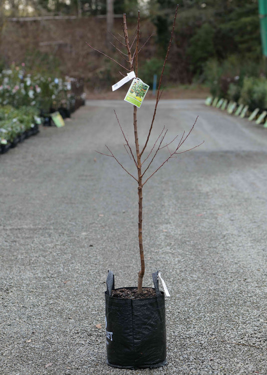 An Apricot Trevatt in a black grow bag pot, standing on a gravel path in a nursery or garden center.