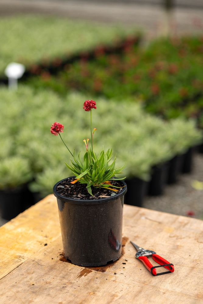Armeria Ballerina Red