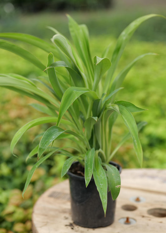 Arthropodium Matapouri Bay