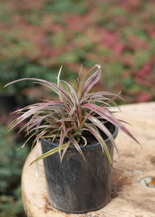 Astelia Westland on a wooden surface with blurred greenery in the background