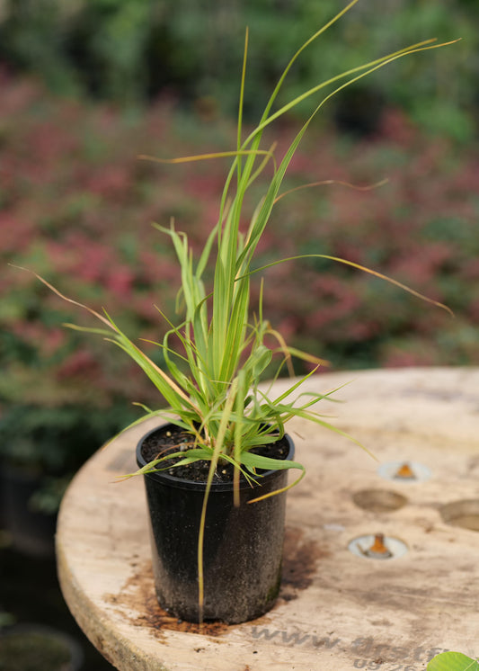 Toetoe Plant in Nursery pot