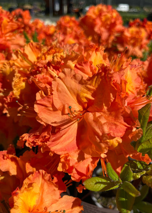 Close-up of vibrant orange flowers of Azalea Action Man with green leaves
