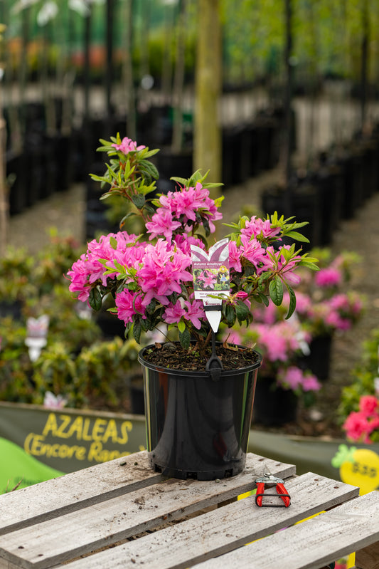 Azalea Autumn Amethyst