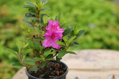Azalea Autumn Royalty