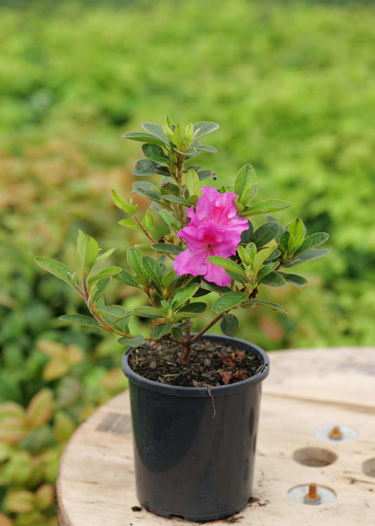 Azalea Autumn Royalty