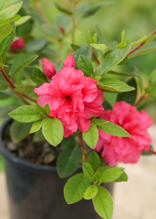 Azalea Autumn Sunburst