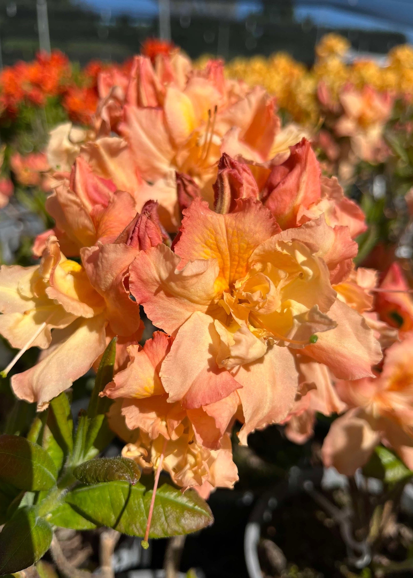 Close-up of peach-colored flowers of Azalea Barbecue with green leaves in a garden setting.