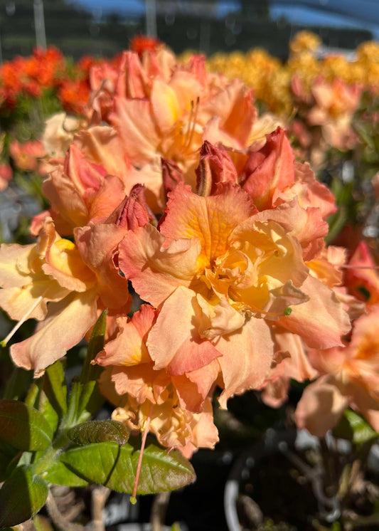 Close-up of peach-colored flowers of Azalea Barbecue with green leaves in a garden setting.