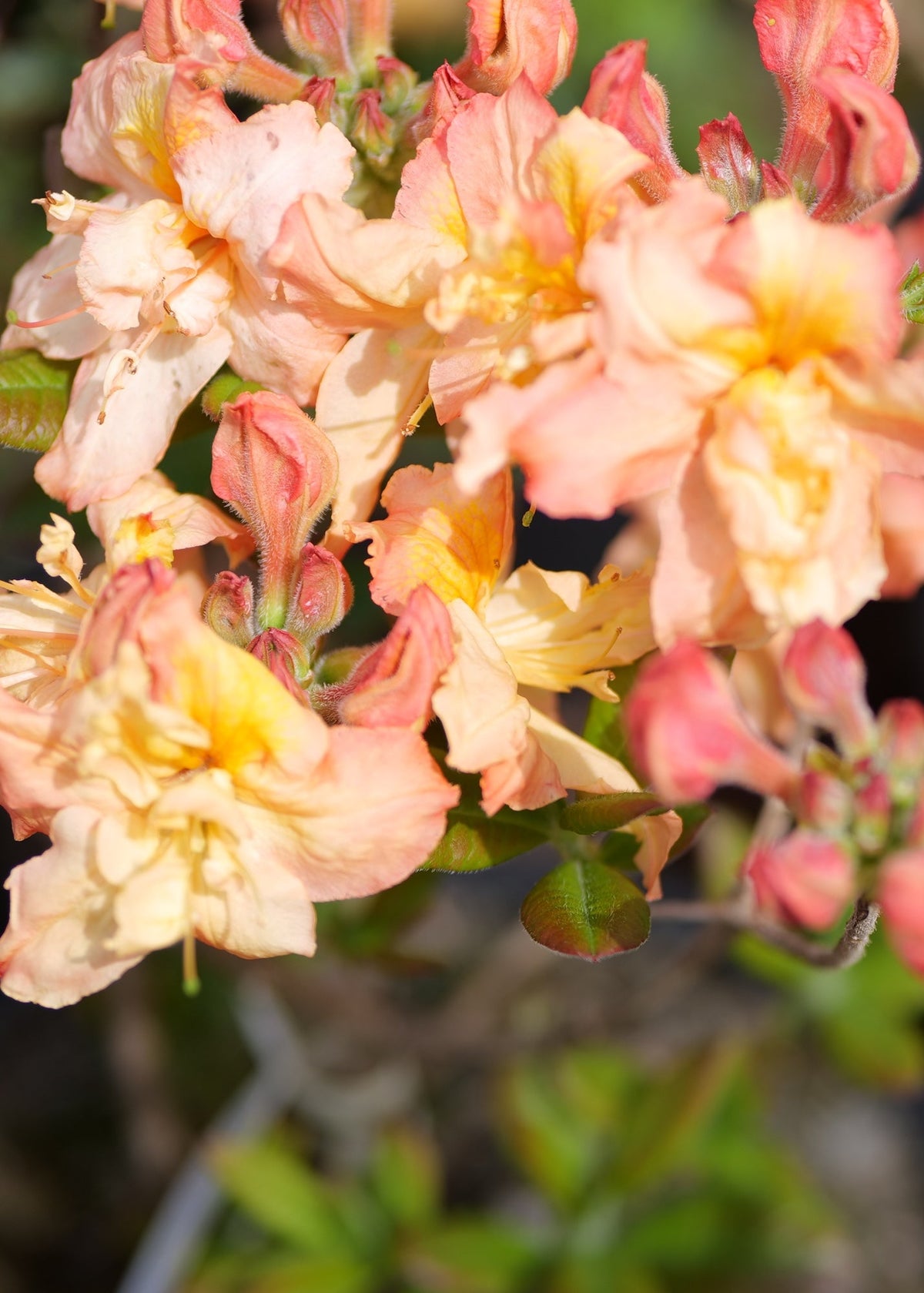 Close-up of Azalea Barbeque flowers with yellow centers and small green leaves, photographed outdoors with a blurred potted plant in the background.