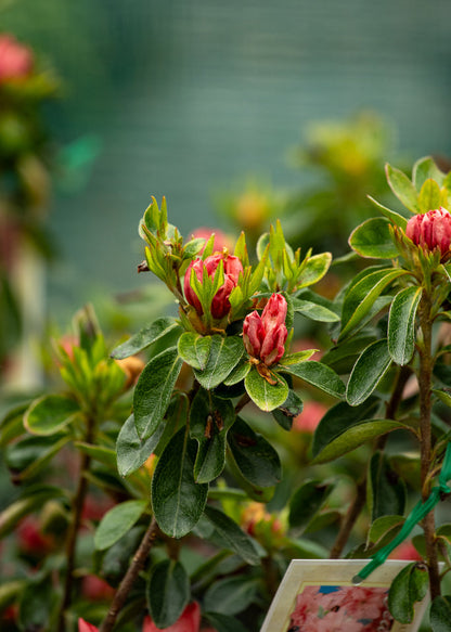 Azalea Blaauw’s Pink