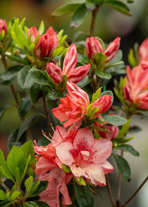 Azalea Blaauw’s Pink