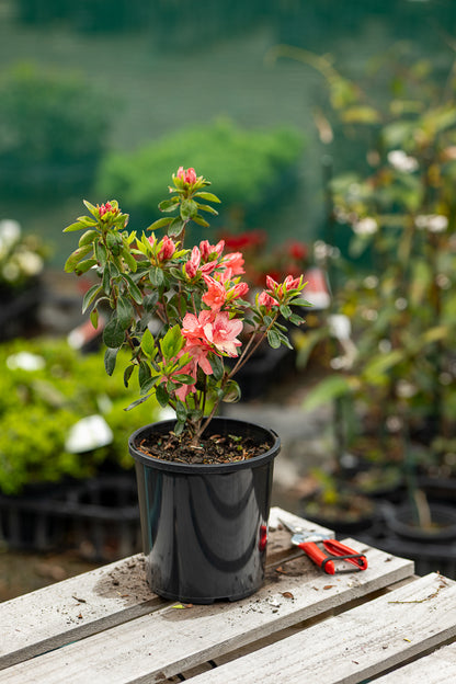 Azalea Blaauw’s Pink