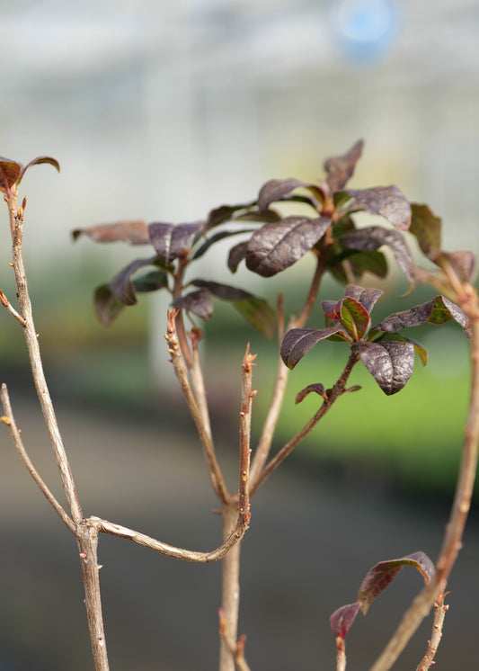 Close-up of Azalea Copper Frills with thin brown branches and small dark reddish-purple leaves, photographed against a softly blurred outdoor background.