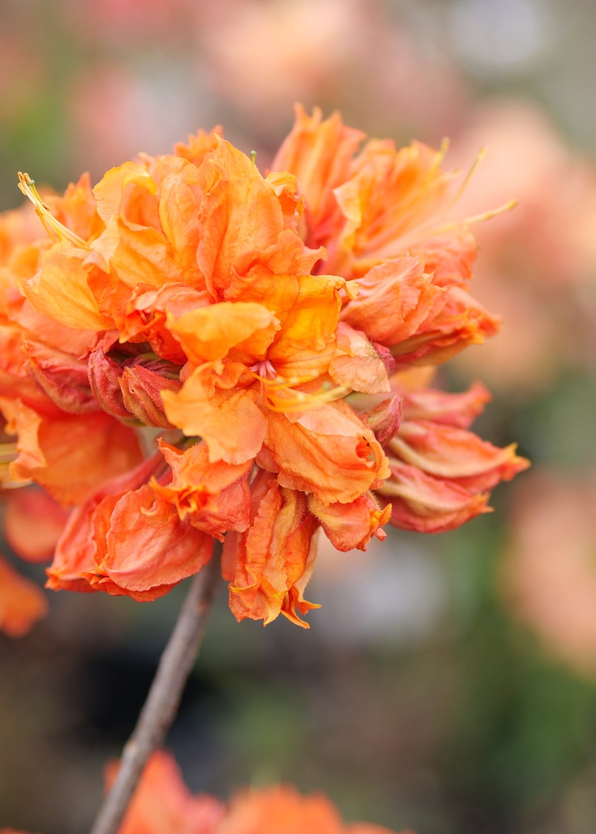 Close-up of Azalea Crosshills Fiesta with delicate ruffled petals on thin stems, photographed against a softly blurred outdoor background.