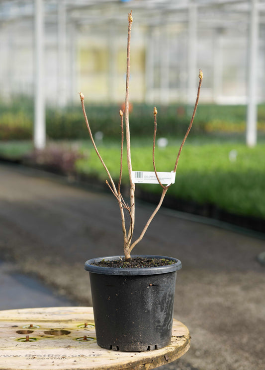 An Azalea Eskimo Pie in a black nursery pot with a small white tag, displayed on a wooden table in a greenhouse.