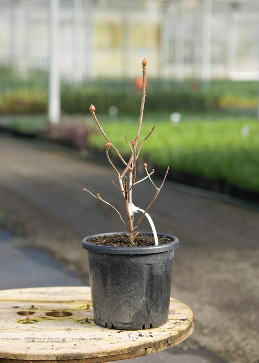An Azalea Georges Girl with brown branches and small buds, potted in a black plastic nursery pot and placed on a wooden table in a greenhouse.