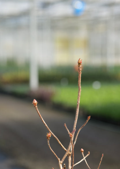A close-up of Azalea Georges Girl with several small reddish-brown buds, photographed in a blurred greenhouse or nursery background.