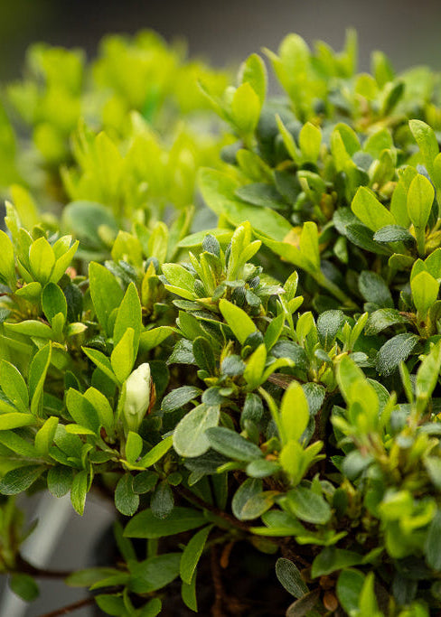 Buy Azalea Plants – Evergreen & Deciduous Azaleas for NZ Gardens – CJ's ...