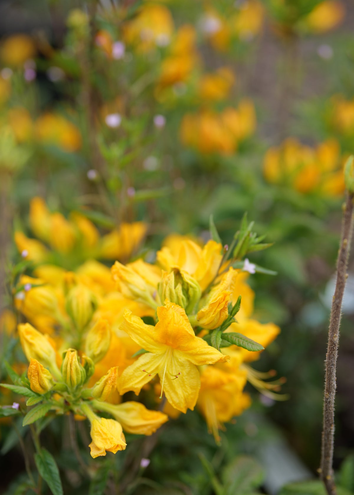 Close-up of Azalea Melford Yellow flowers with green leaves on a plant, photographed outdoors with a softly blurred background.