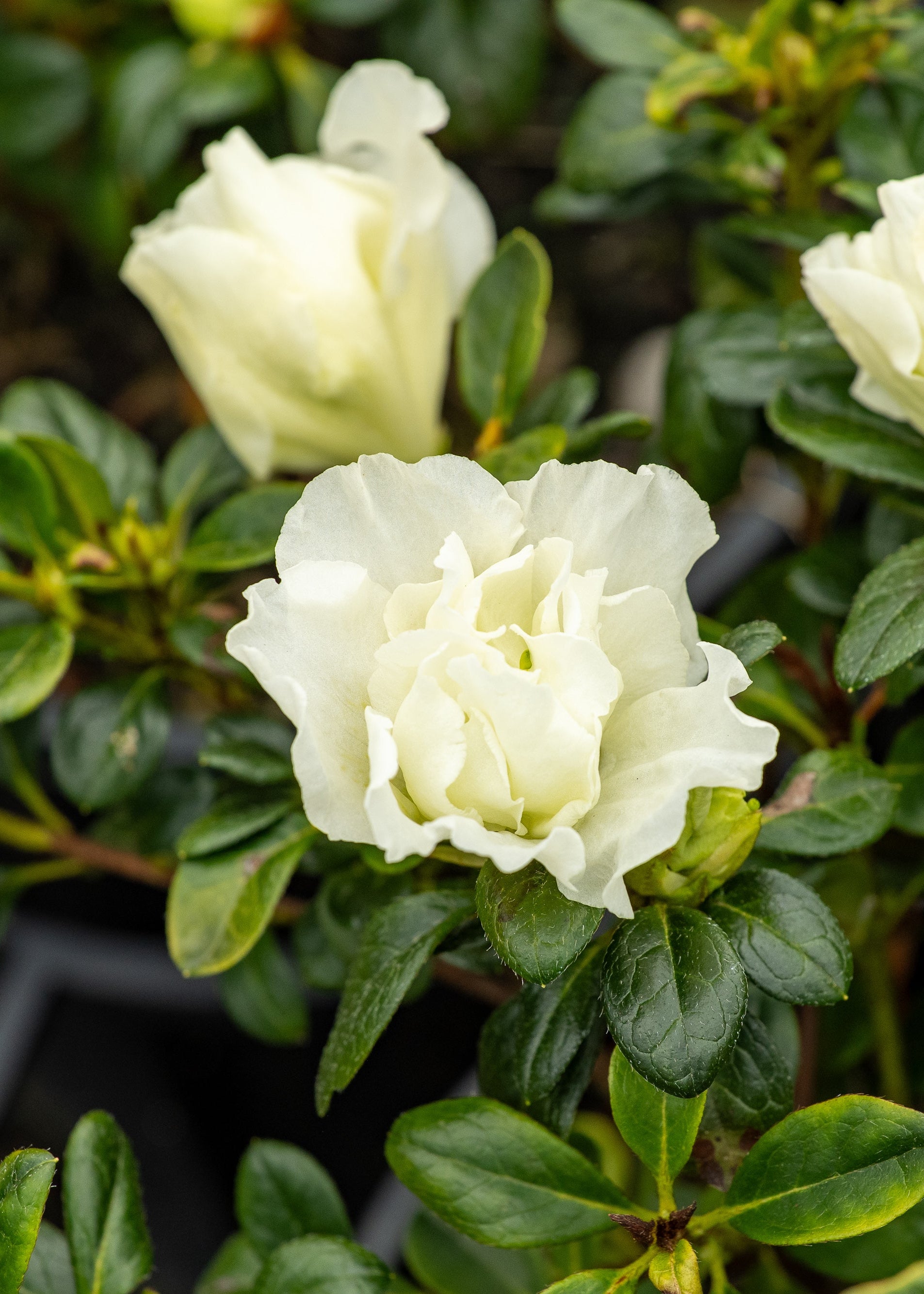 Flower of Azalea Miss Kint White