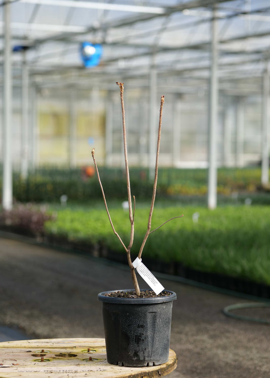 An AzaleaSunsetSerenade with several thin brown branches in a black plastic nursery pot, placed on a wooden table inside a greenhouse with rows of plants in the background.