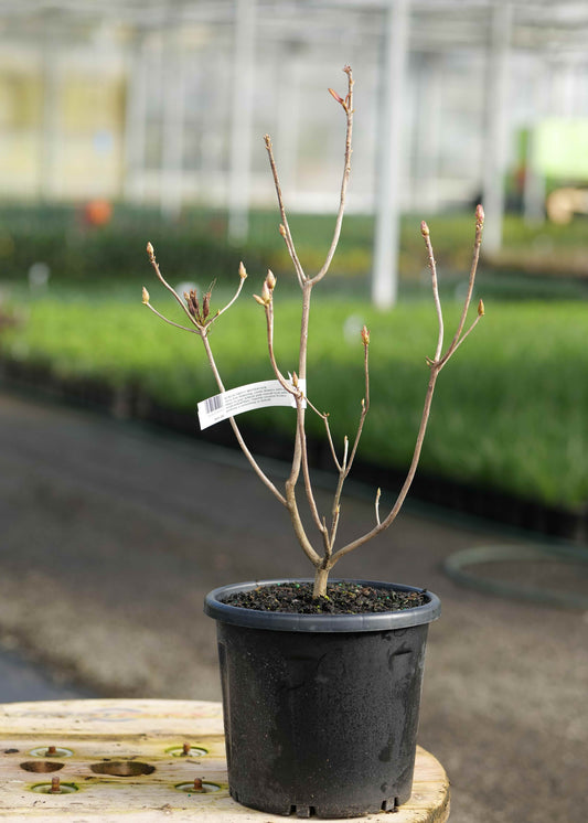 A Azalea Sweet Inspiration plant with small buds, in a black nursery pot on a wooden table inside a greenhouse.