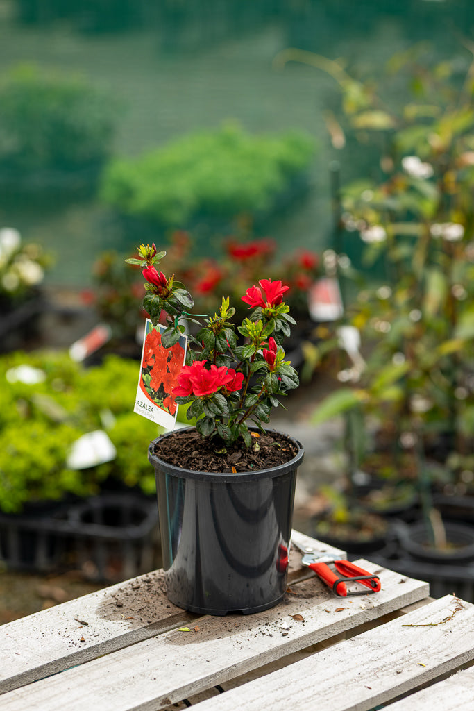 Azalea Rays Ruby Azalea Wards Ruby – CJ's Plant Farm