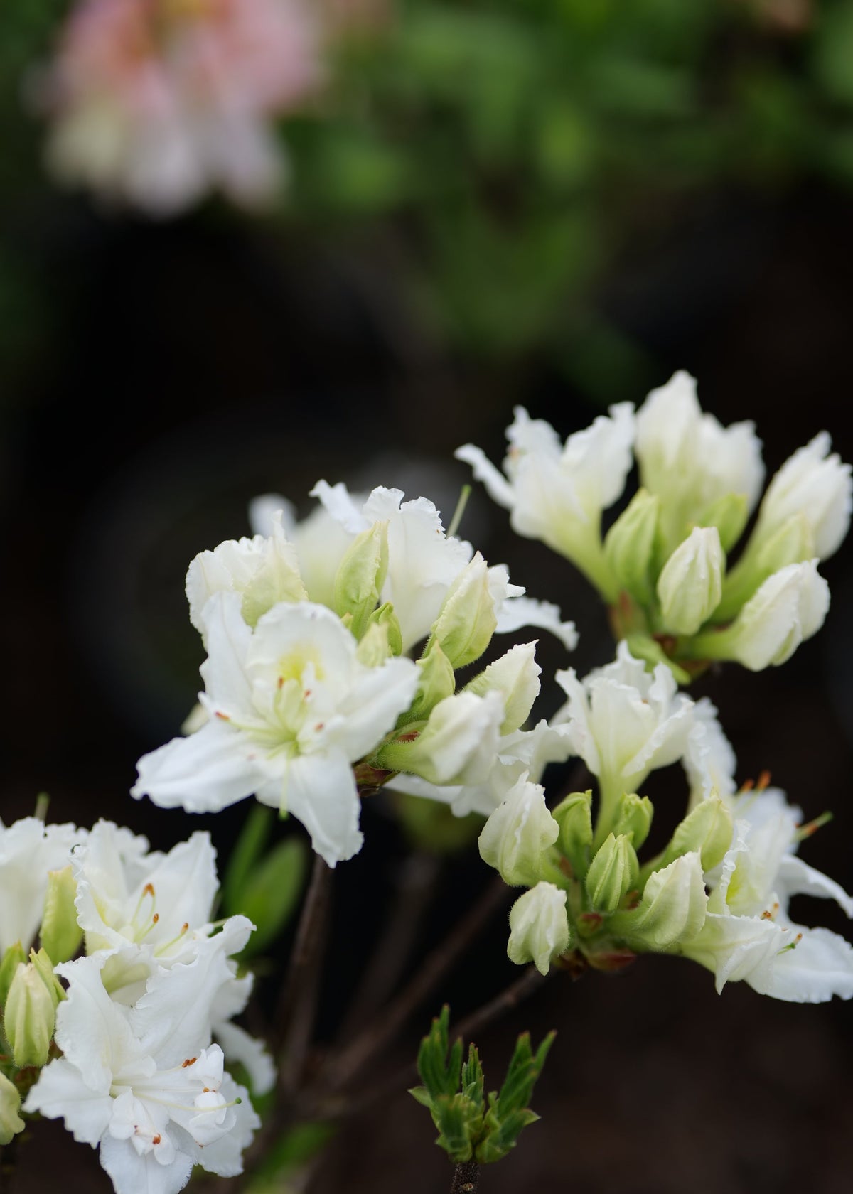 Azalea White Ice flowers with green buds and leaves in a garden setting, photographed in soft natural light with a blurred dark background.