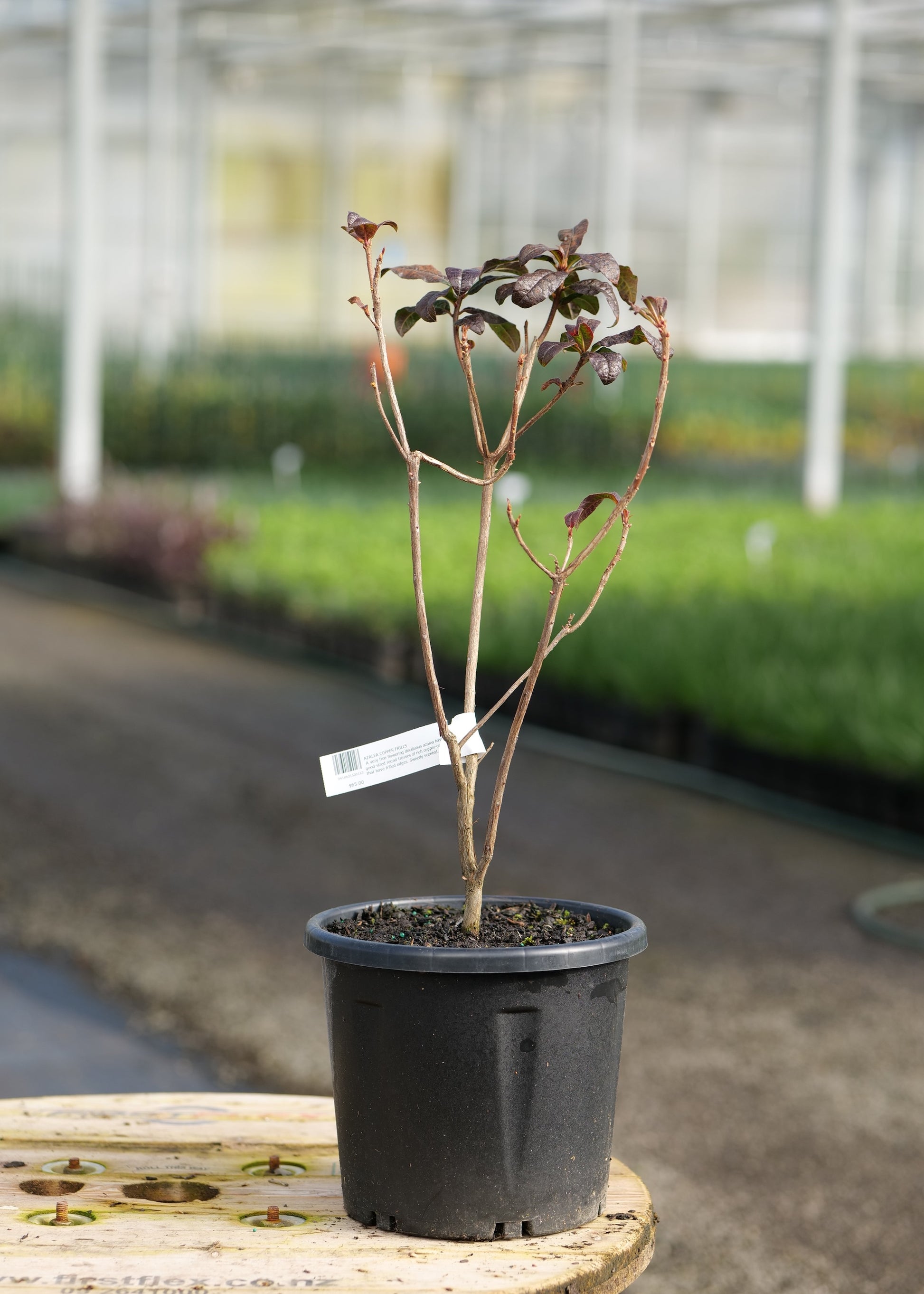 An Azalea Copper Frills plant with reddish-brown stems and leaves in a black nursery pot, placed on a wooden table inside a greenhouse with blurred rows of plants in the background.