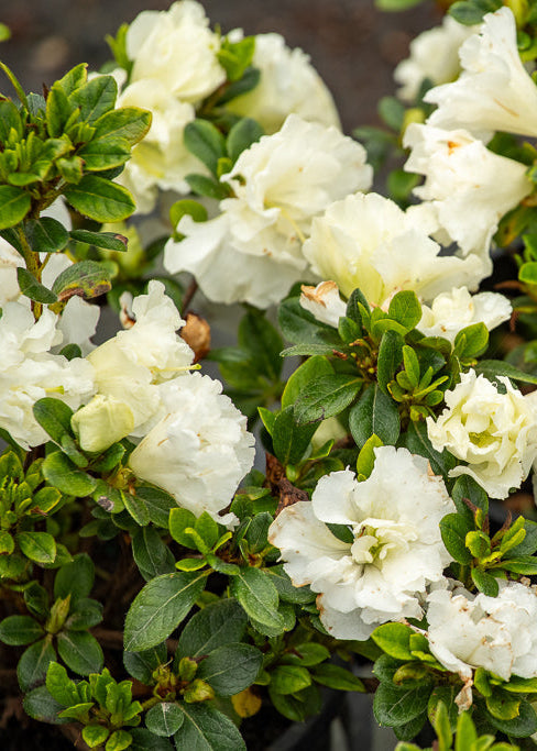 Azalea Purity – CJ's Plant Farm