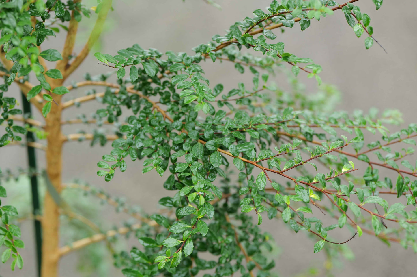 Azara Microphylla