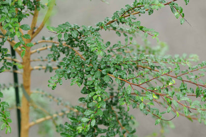 Azara Microphylla