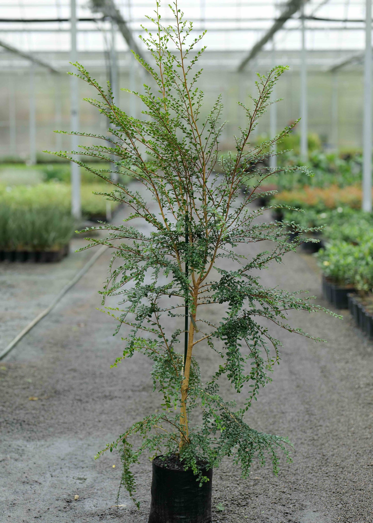 Azara Microphylla