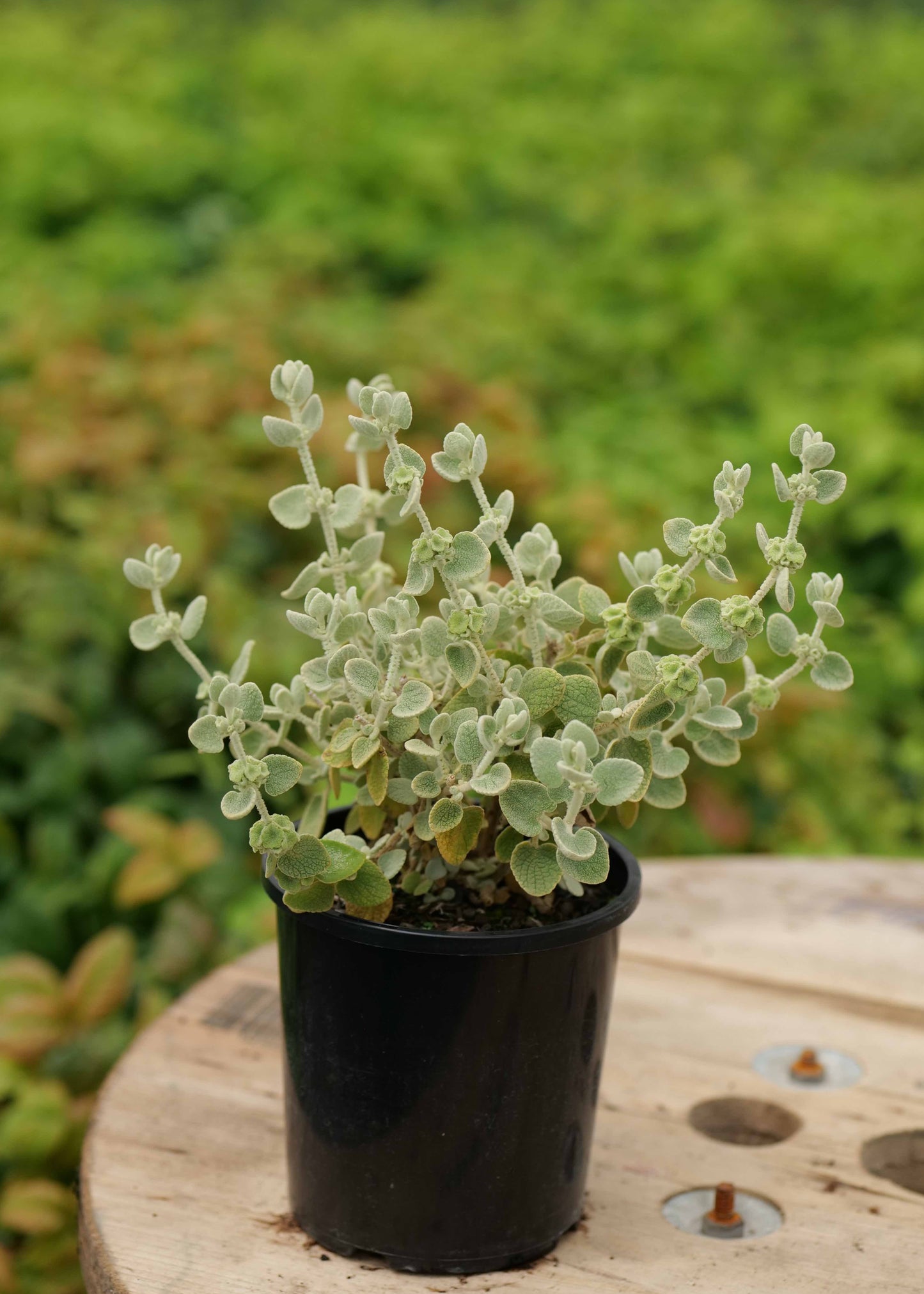 Ballota Pseudodictamnus