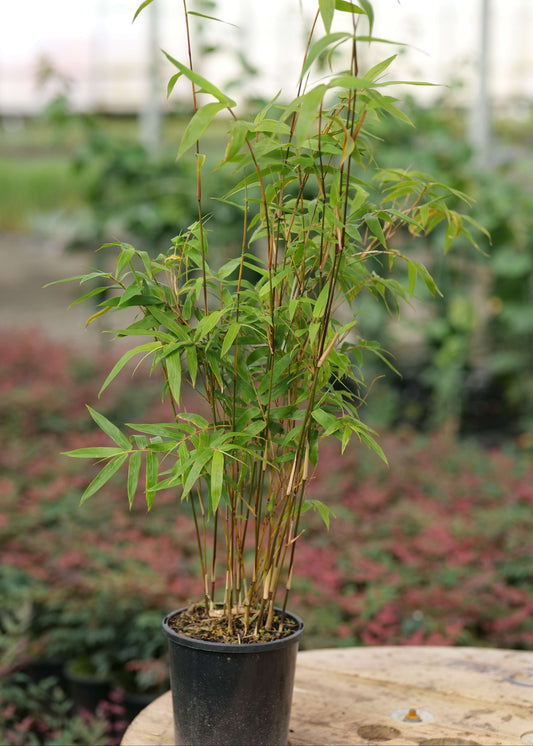 Bambusa Multiplexa Wang Tsai