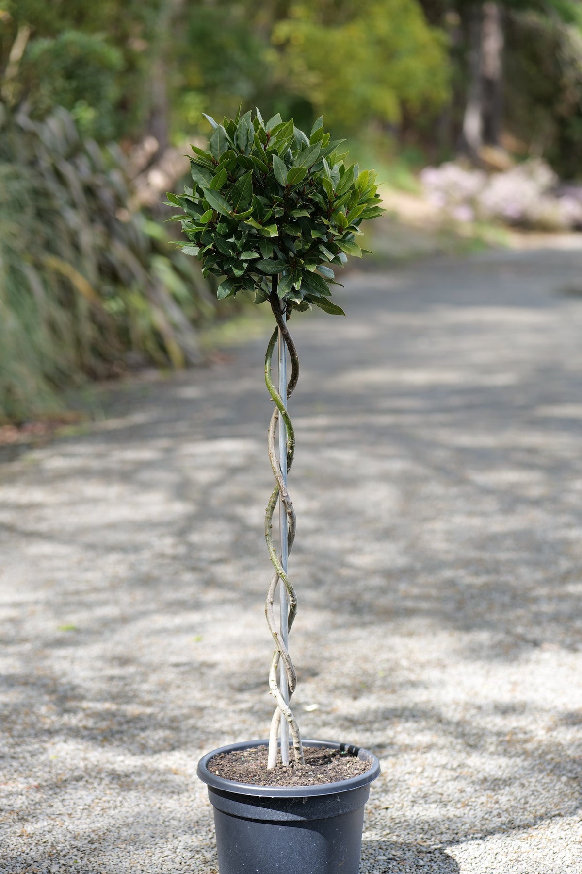 A potted twisted topiary Bay tree with a rounded green crown and a spiraled trunk, shown outdoors on a gravel path with a blurred garden background.