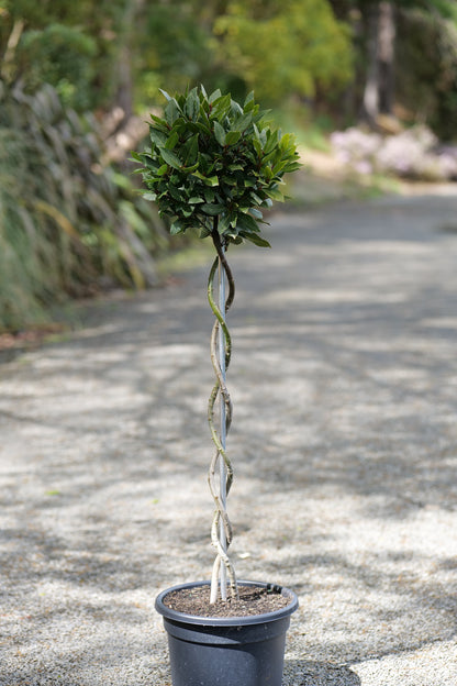 A potted twisted topiary Bay tree with a rounded green crown and a spiraled trunk, shown outdoors on a gravel path with a blurred garden background.