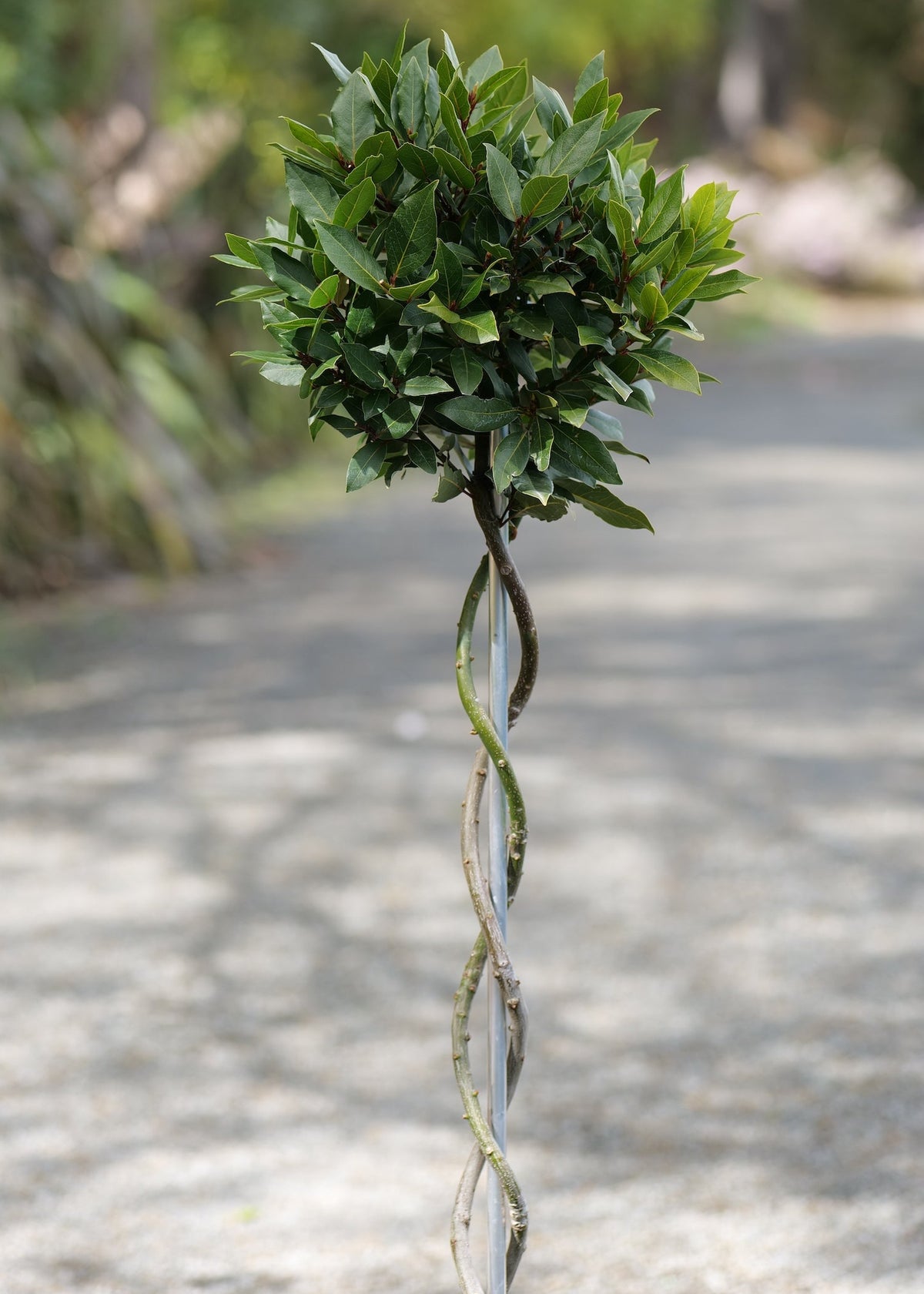 A twisted stem bay tree standing upright on a gravel path with a blurred outdoor garden background.