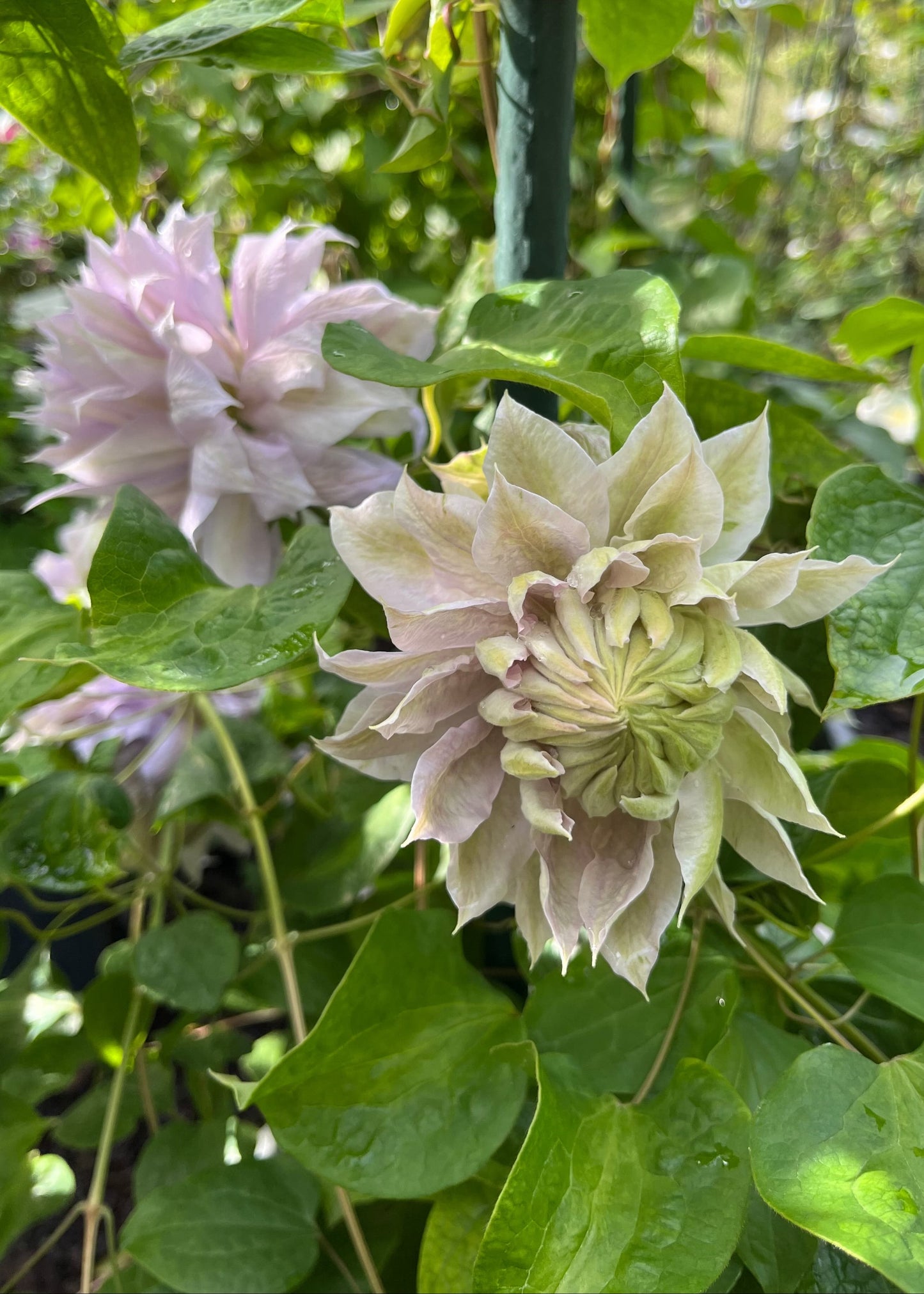 Large double white flower of Clematis Belle of Woking with green leaves in a natural setting