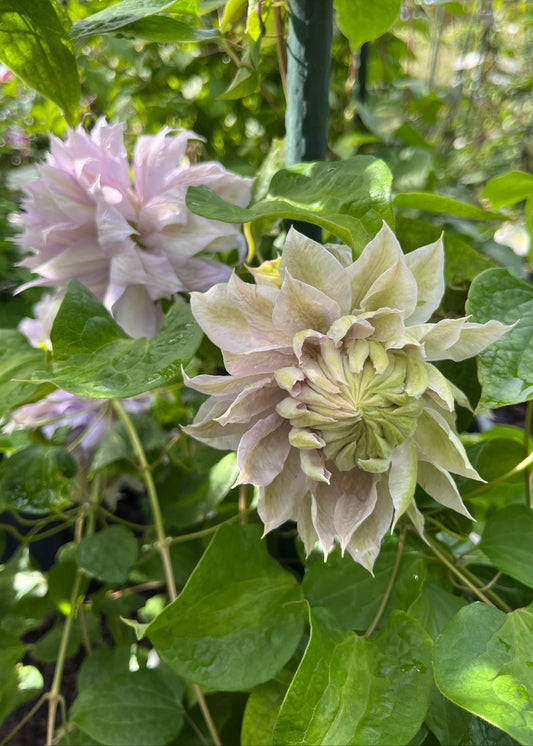 Large double white flower of Clematis Belle of Woking with green leaves in a natural setting