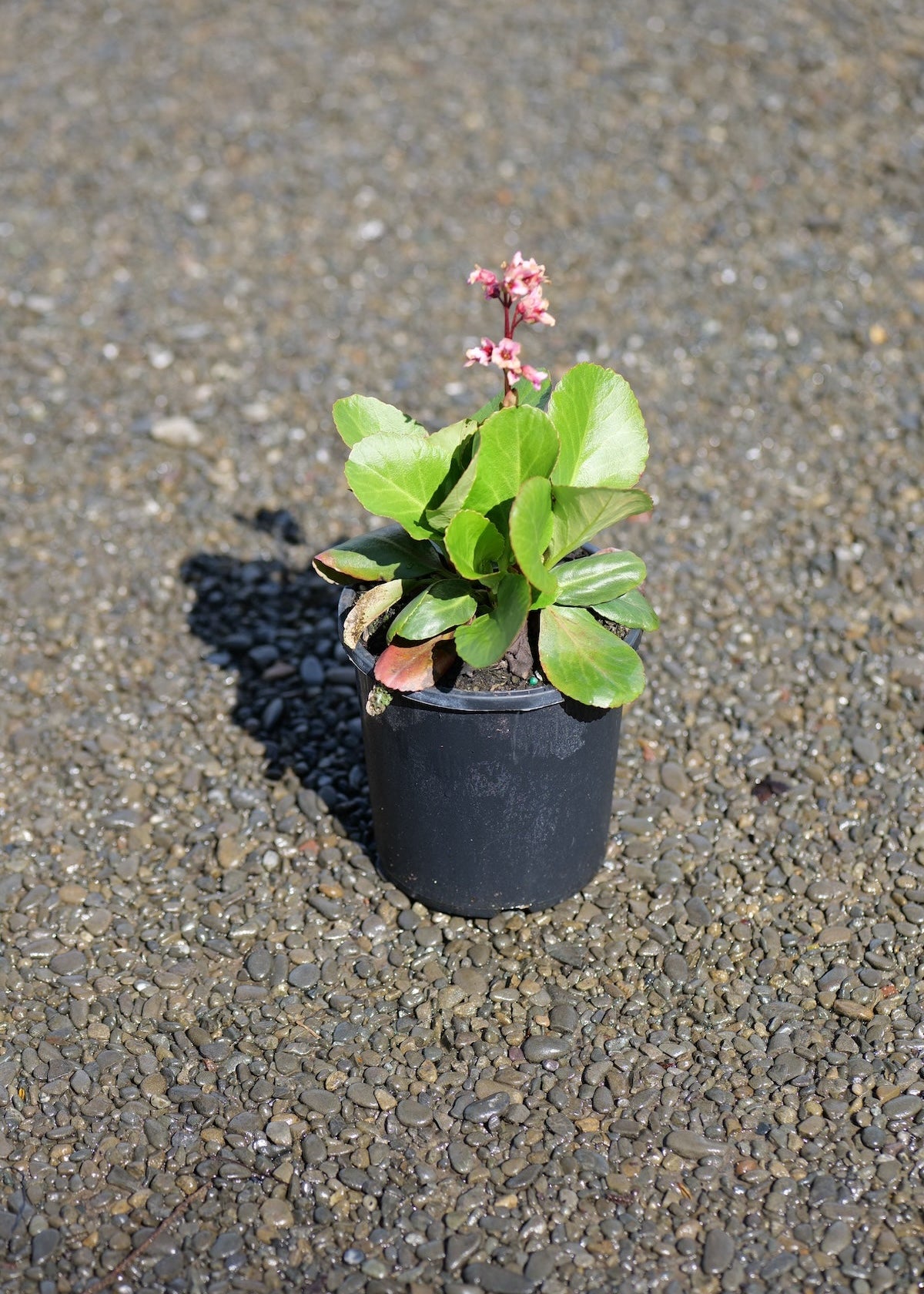 A potted Bergenia Bressingham Beauty with a pink cluster of flowers on a red stem.  Grey gravel background.