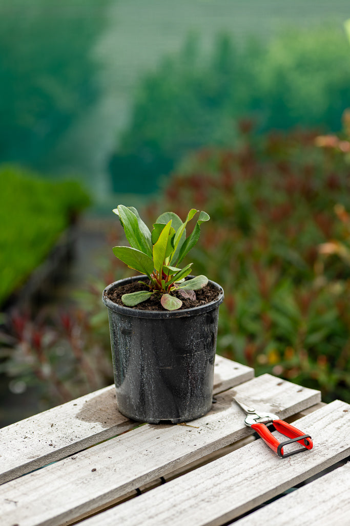 Bergenia Wanaka Snow