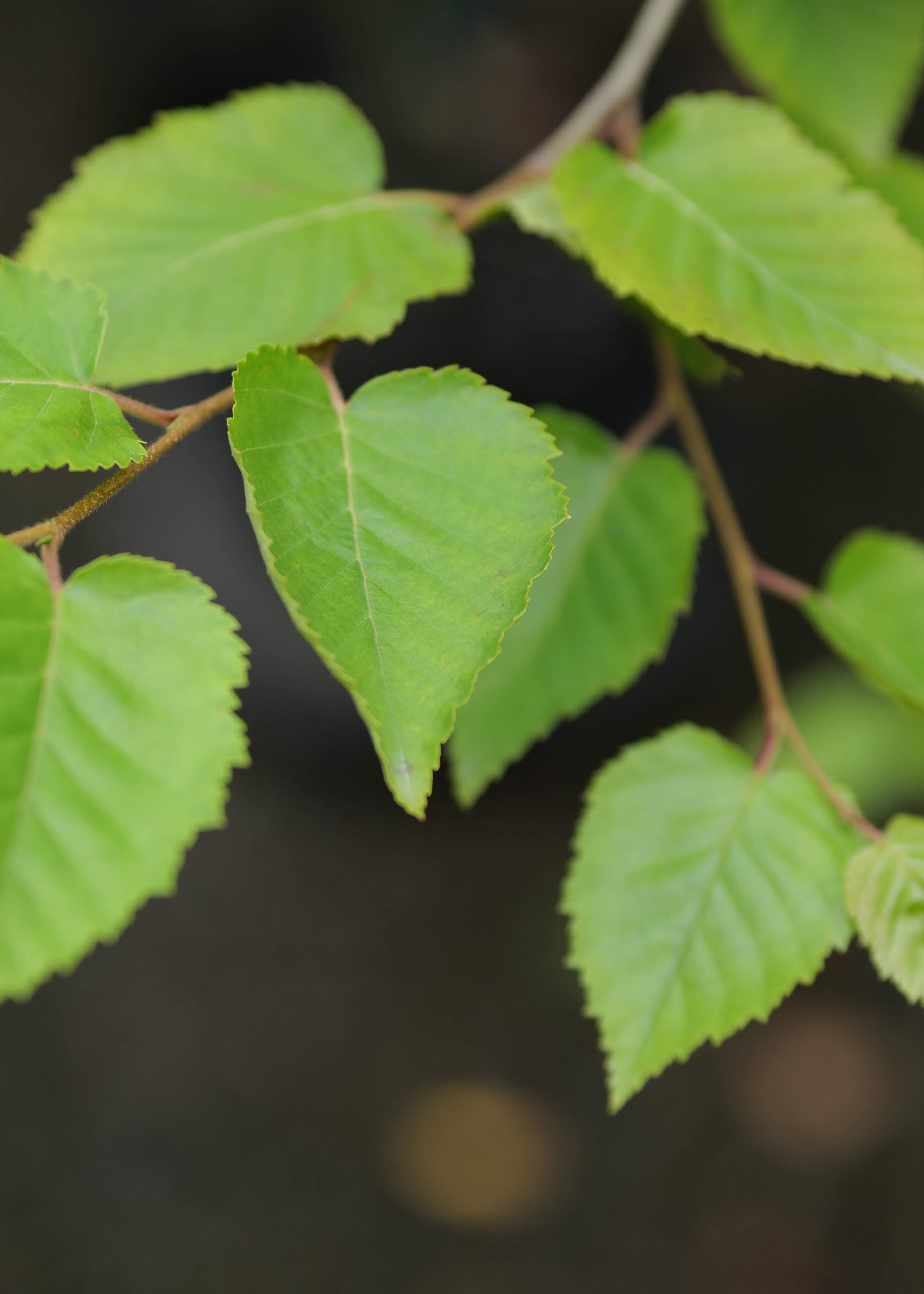 Buy Himalayan Birch tree - Betula Jacquemontii – CJ's Plant Farm