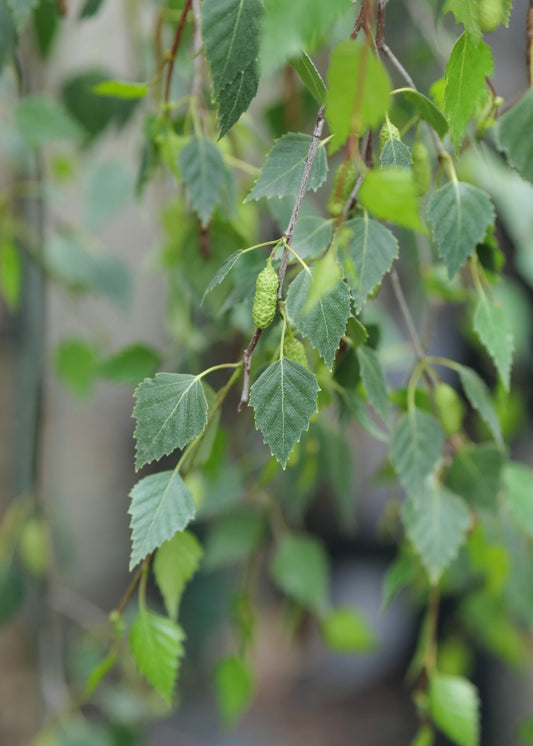 Betula Pendula Youngii