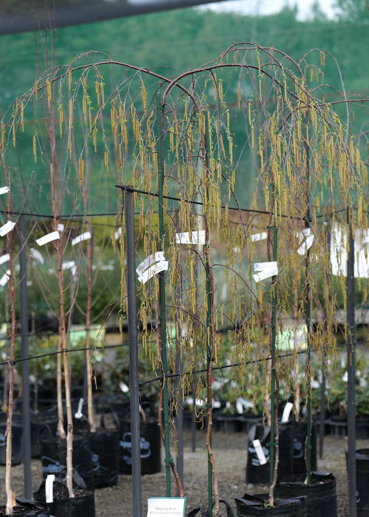 A young weeping Belula pendula 'Youngii' tree in a black nursery pot, supported by a metal frame in a greenhouse or nursery setting with other trees and tags visible in the background.