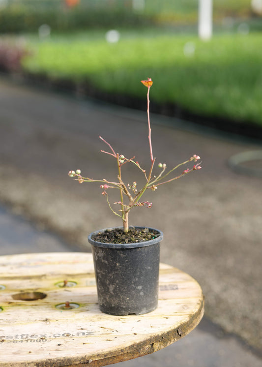 A Blueberry Duke with a single orange flower and thin brown branches, sitting on a wooden spool outdoors in a nursery or garden center.