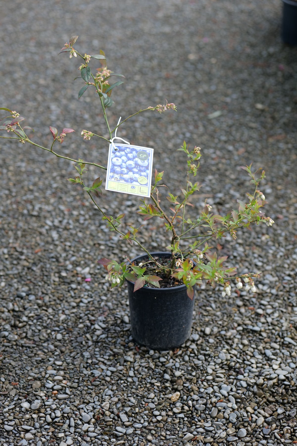 Blueberry Legacy