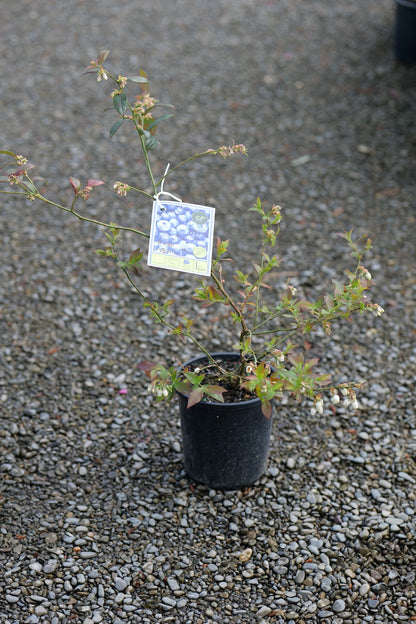 Blueberry Legacy