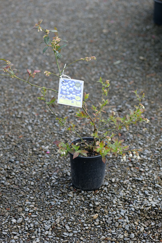 Blueberry Legacy